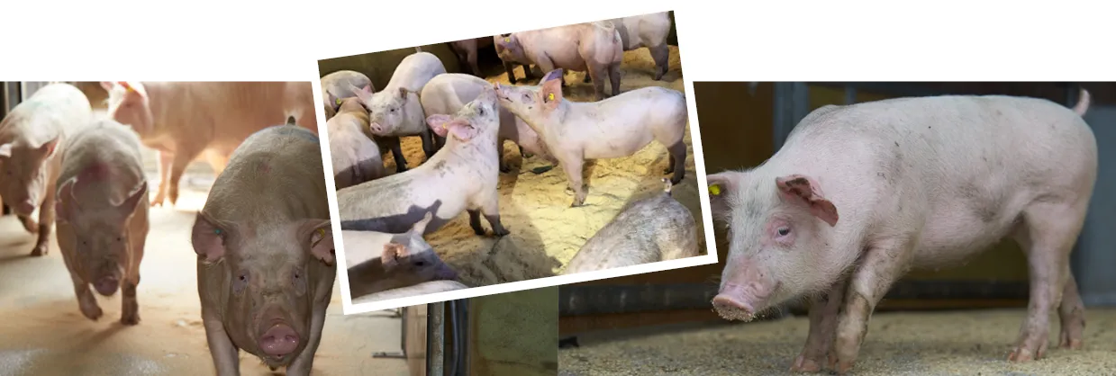 Dänische Schweine