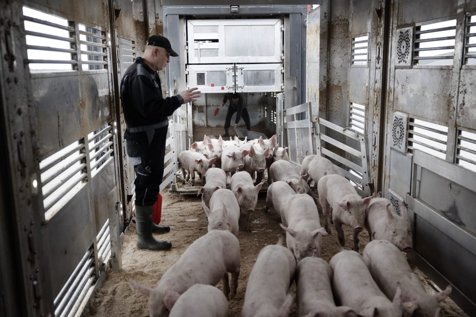 Schweine werden schonend verladen
