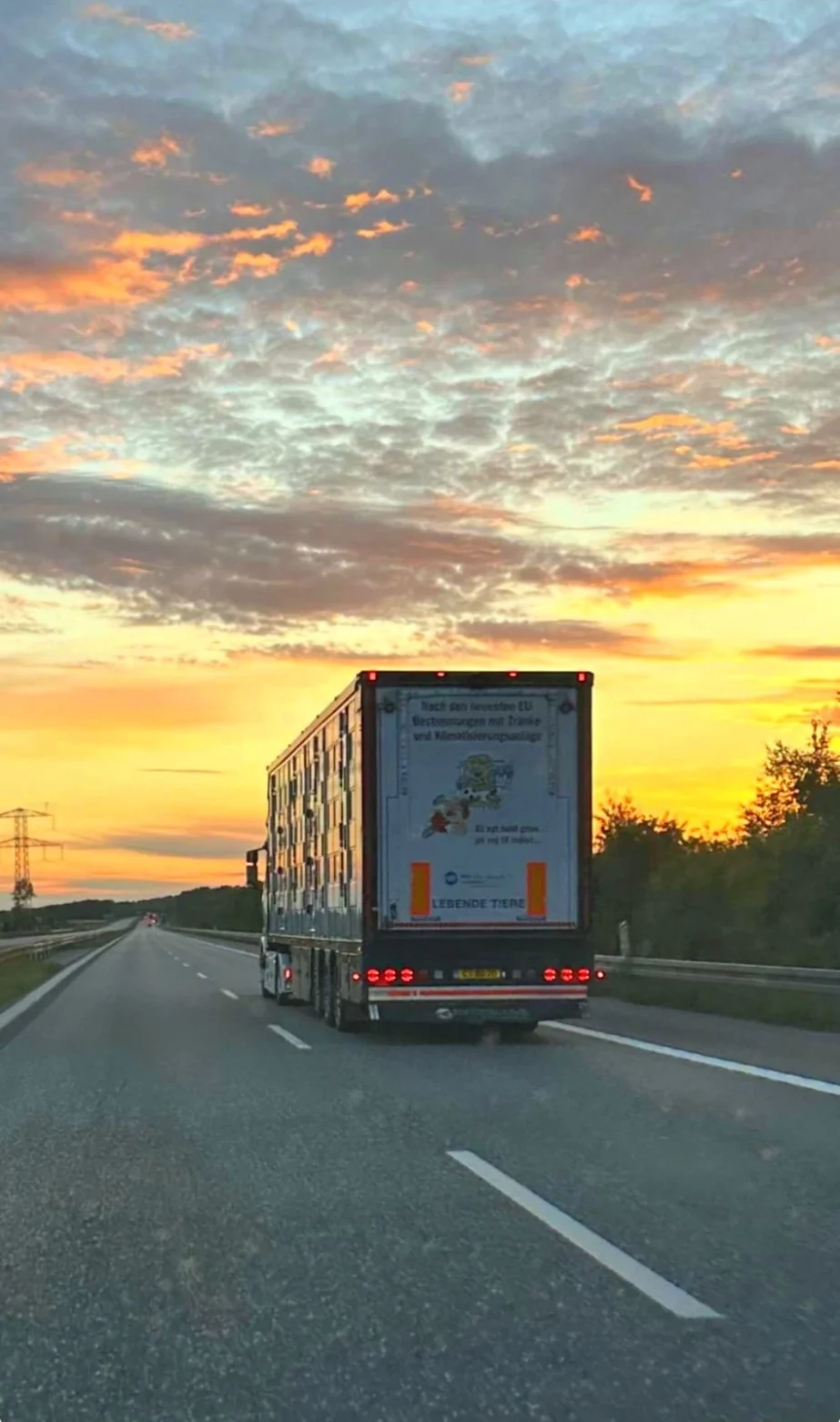 NV-Randers' lastbil med levende dyr på motorvejen i solnedgang