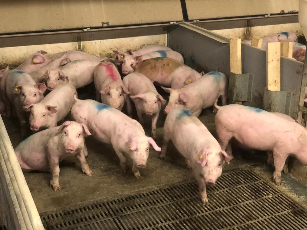 Schlachttiere im Stall