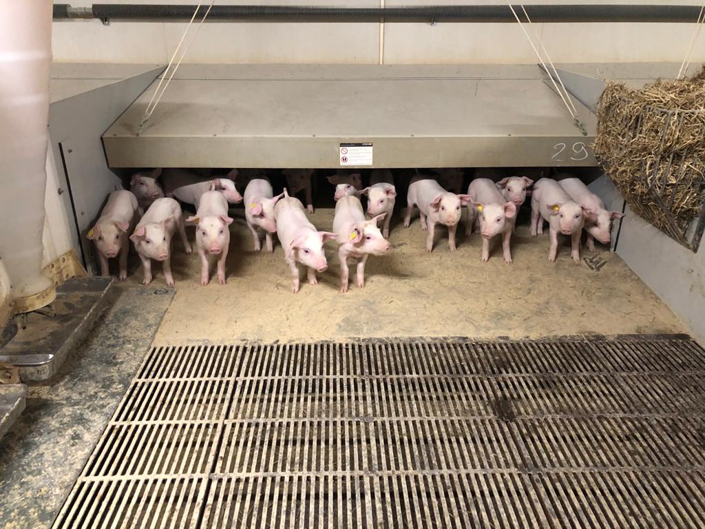 Ferkel im Stall