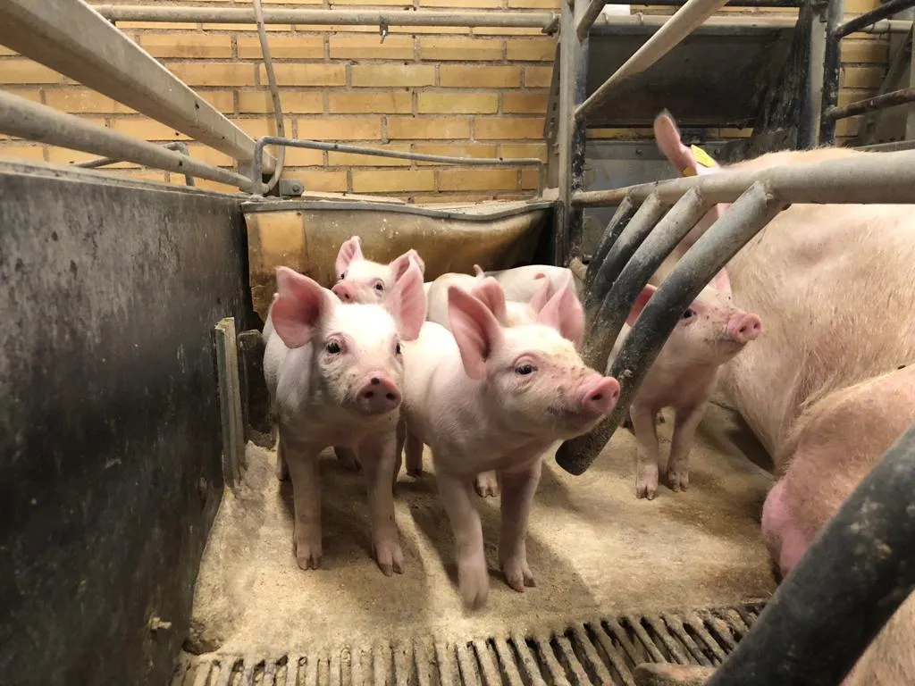Cerdos en la granja de un proveedor danés